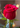 Solo Gift Pack For Her Plus Red Rose And Chocolates