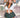 BACI 1270-Q Schoolgirl White Top and Green Plaid Skirt Set